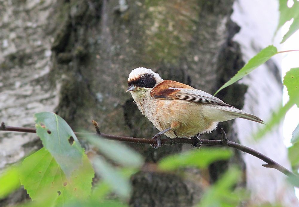Ремез