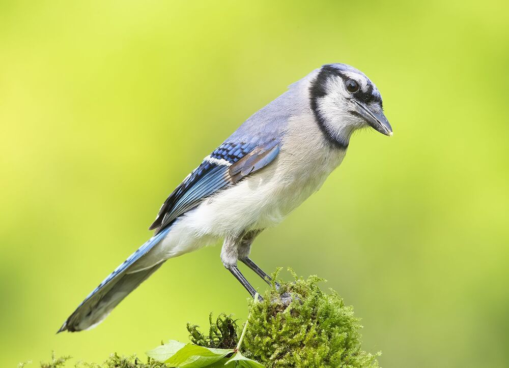 Blue Jay - Голубая сойка