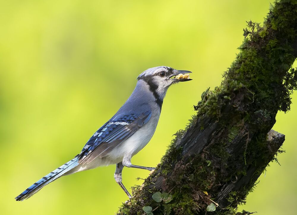 Blue Jay - Голубая сойка