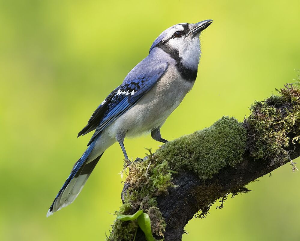 Blue Jay - Голубая сойка