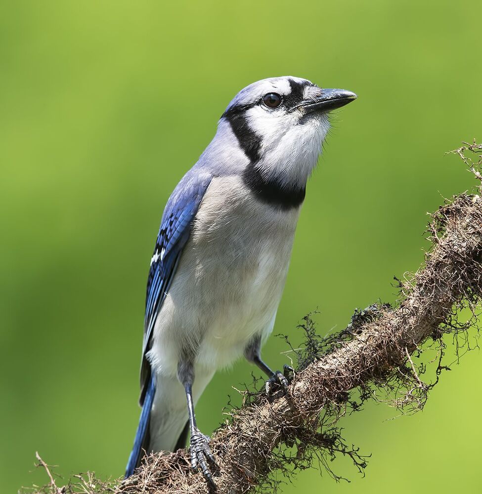 Blue Jay - Голубая сойка
