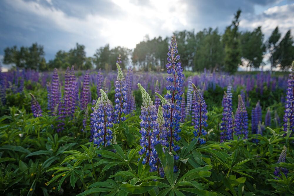 purple flowers