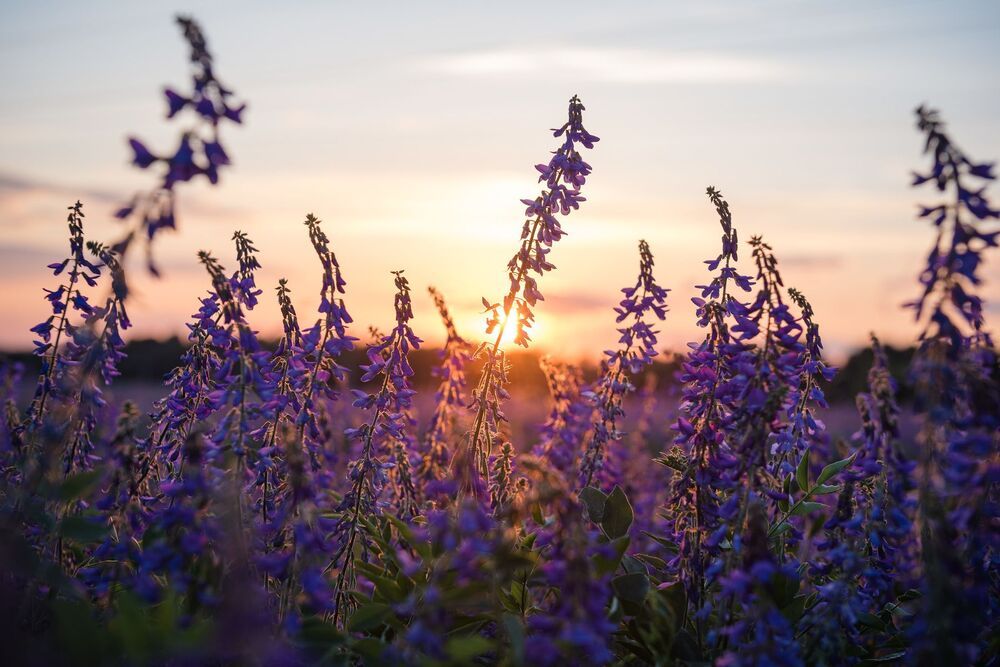 purple flowers
