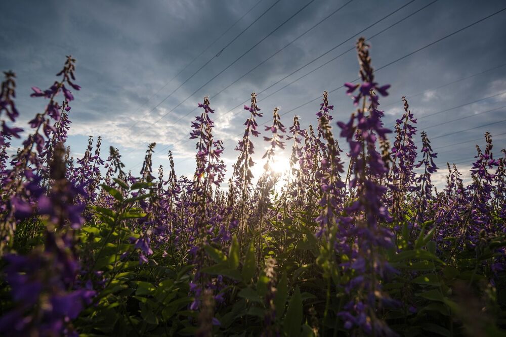 purple flowers