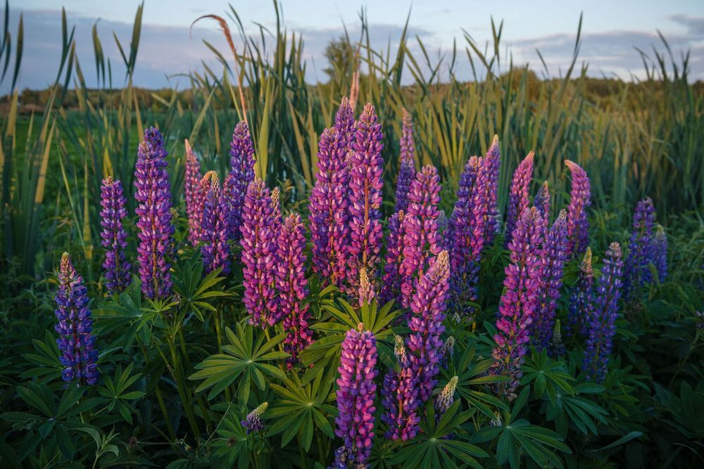 purple flowers