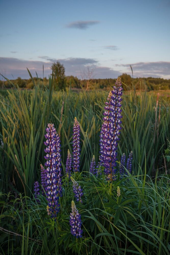 purple flowers