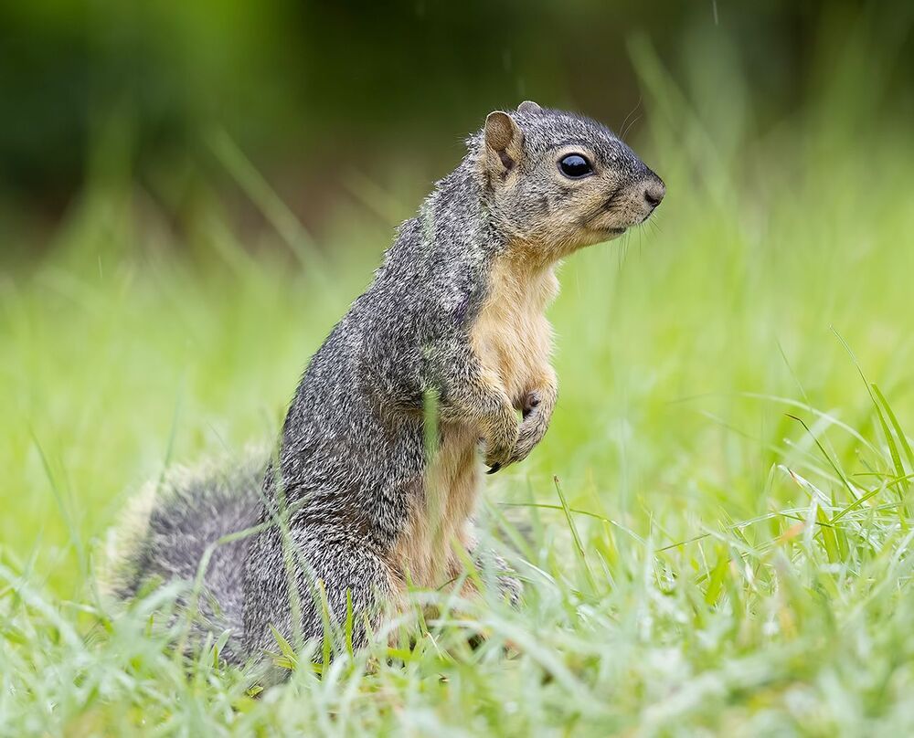 Лисья Белка -Fox Squirrel