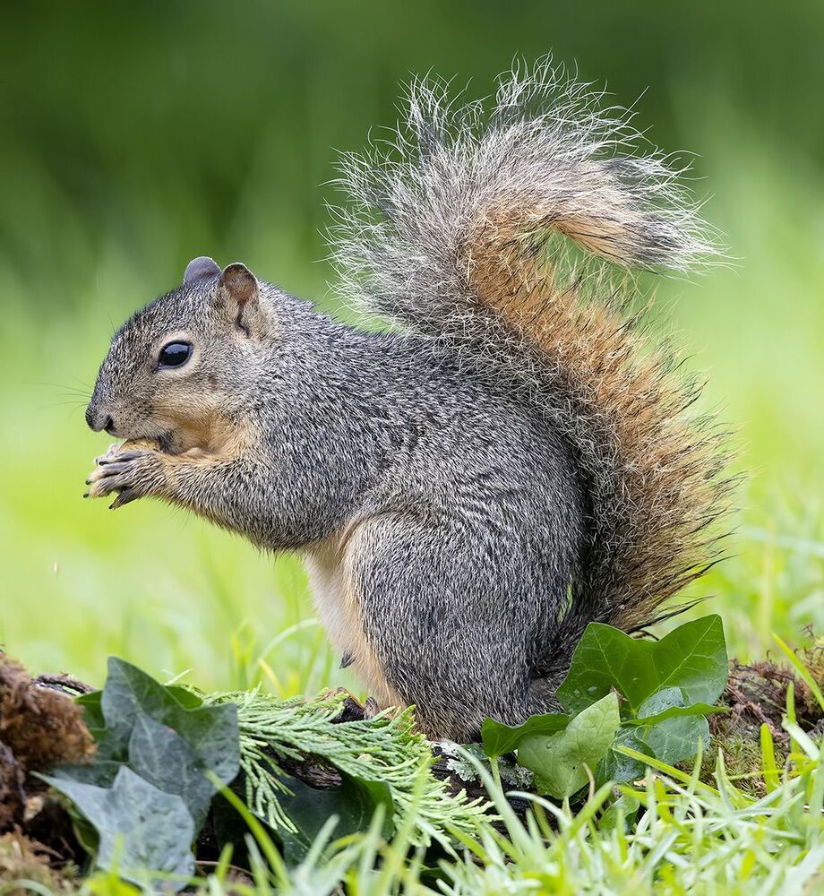 Лисья Белка -Fox Squirrel