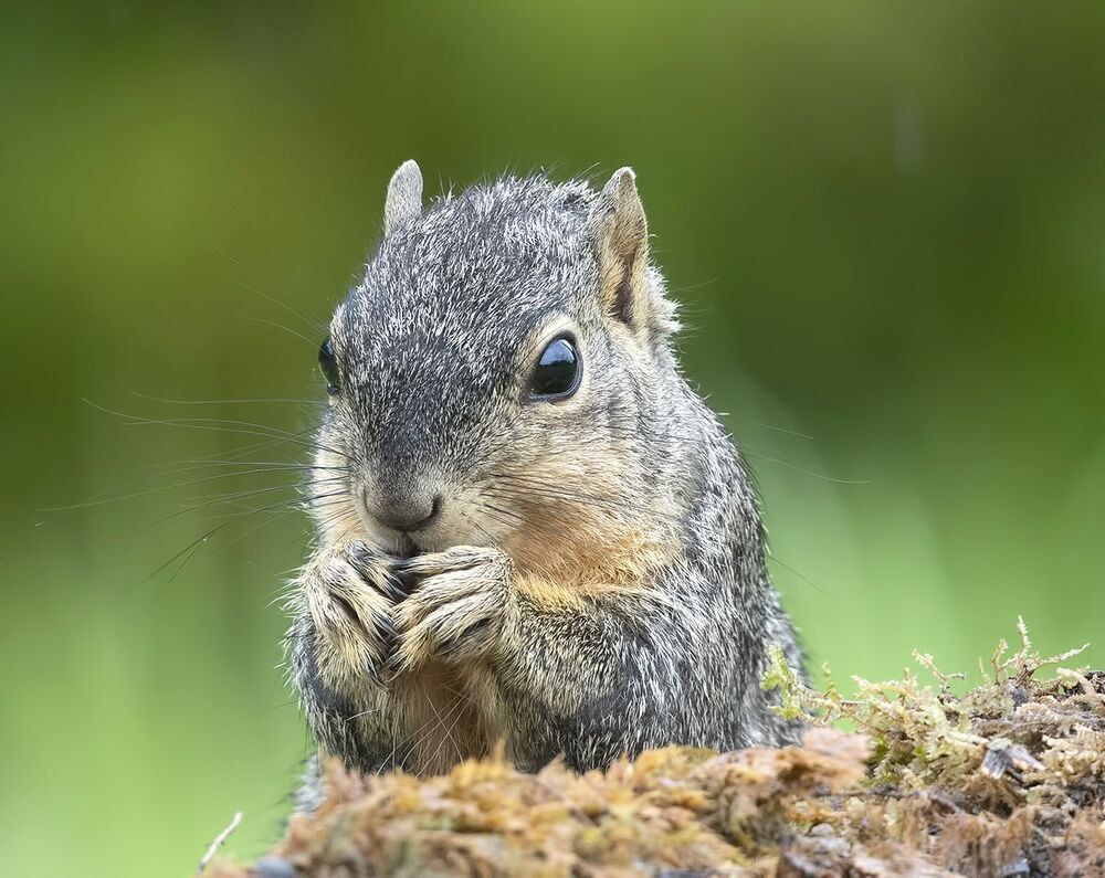 Лисья Белка -Fox Squirrel