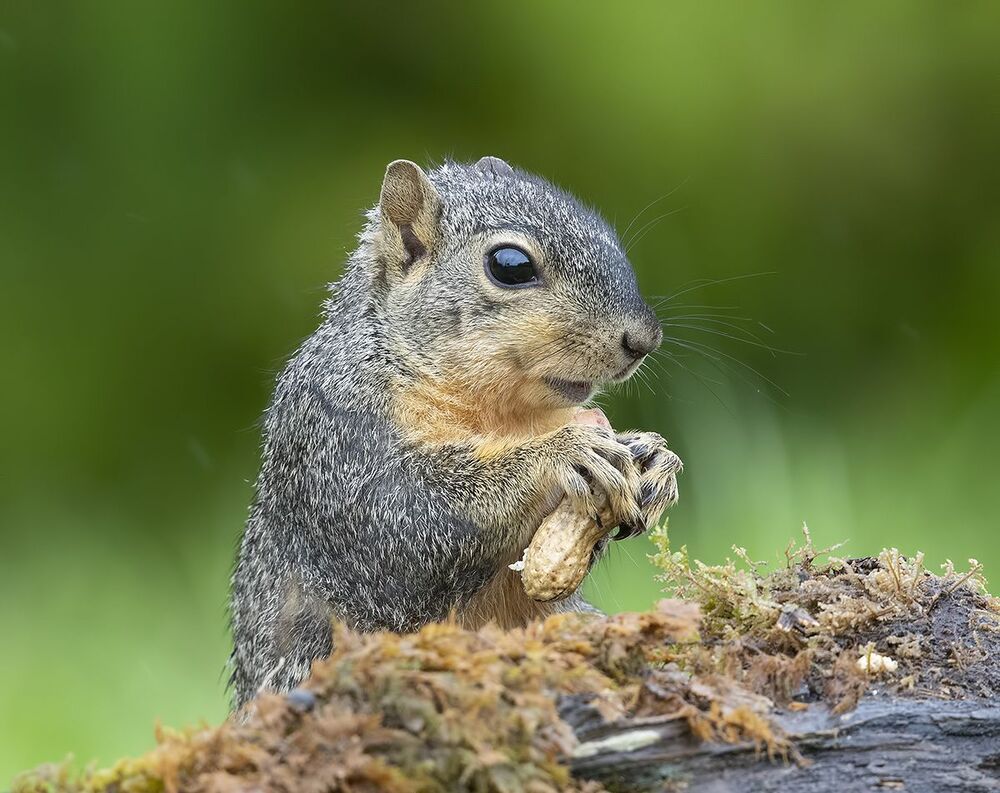 Лисья Белка -Fox Squirrel