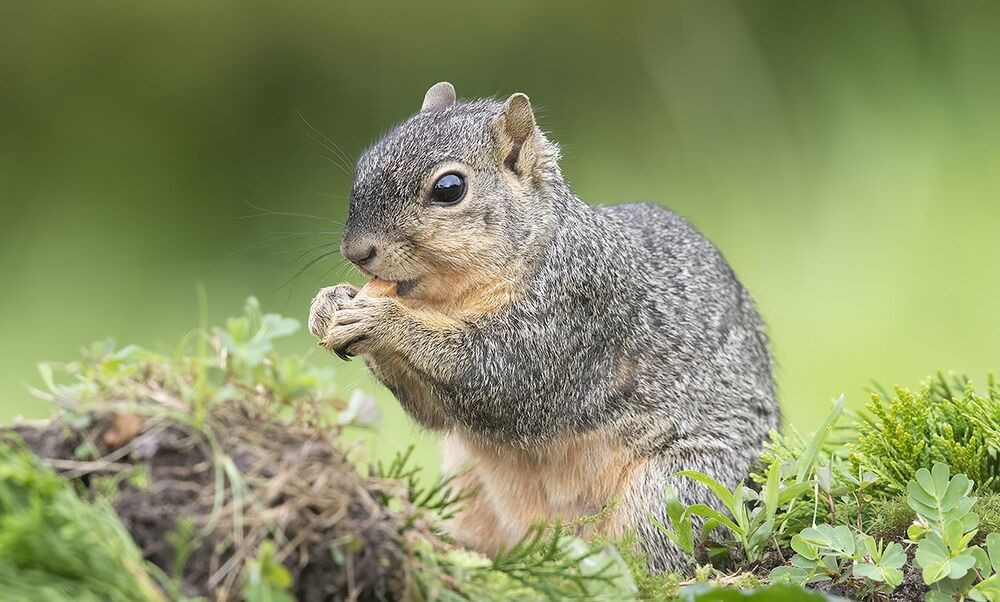 Лисья Белка -Fox Squirrel