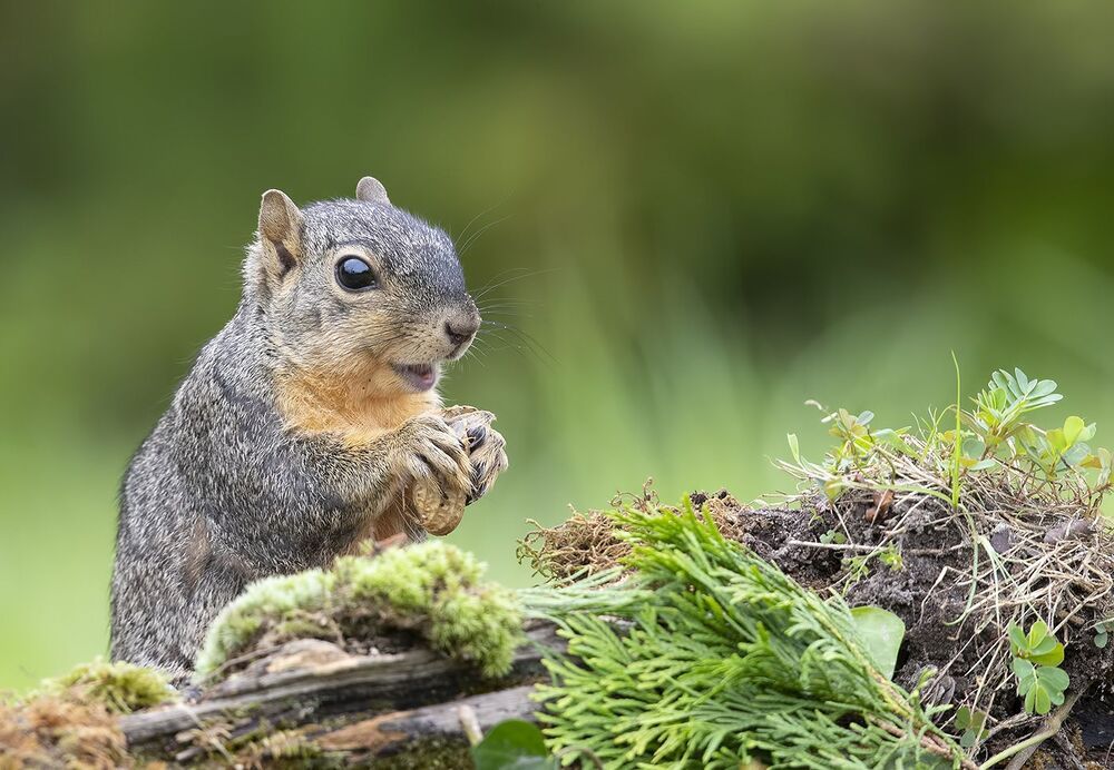 Лисья Белка -Fox Squirrel