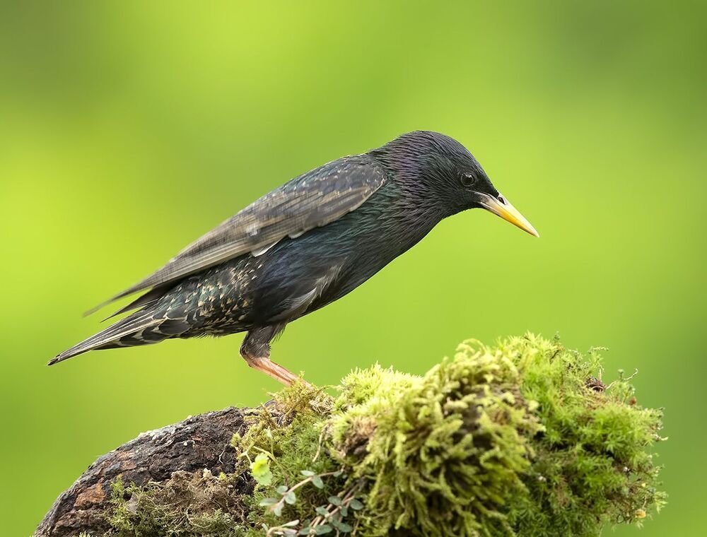Обыкновенный скворец - European Starling