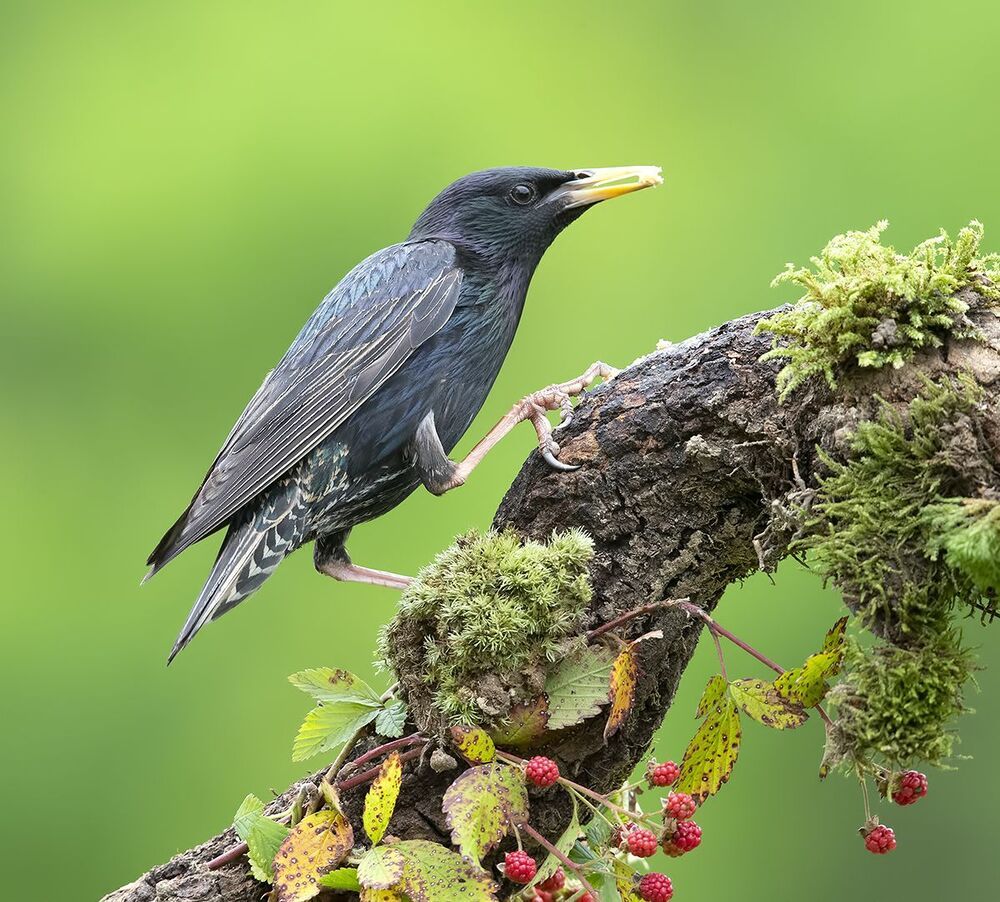 Обыкновенный скворец - European Starling