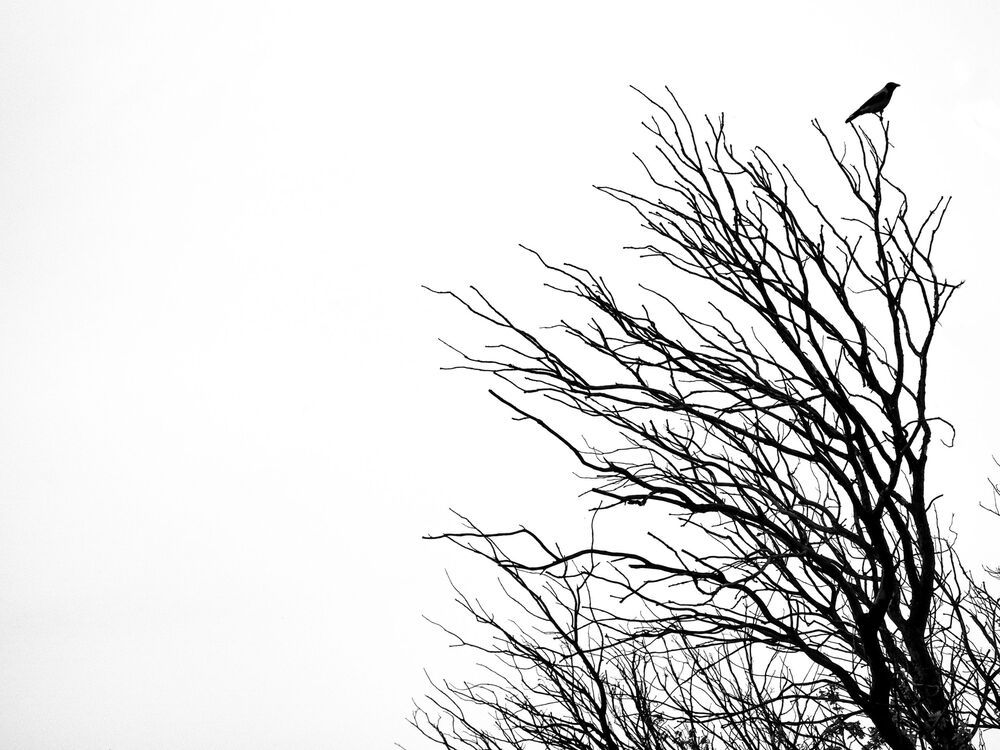 Photo 1493025