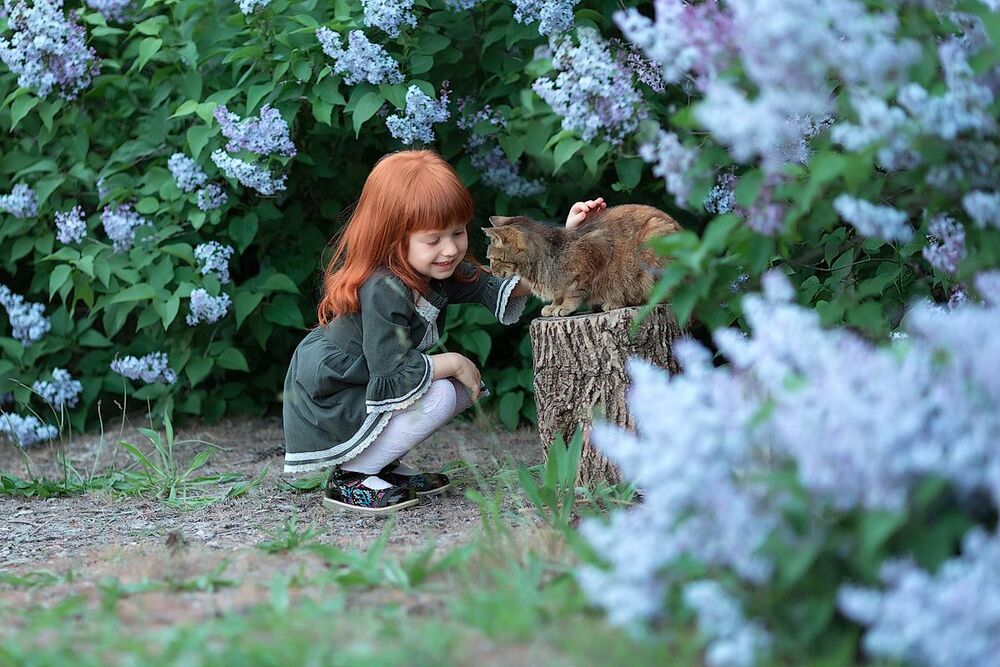 Кот и рыжик