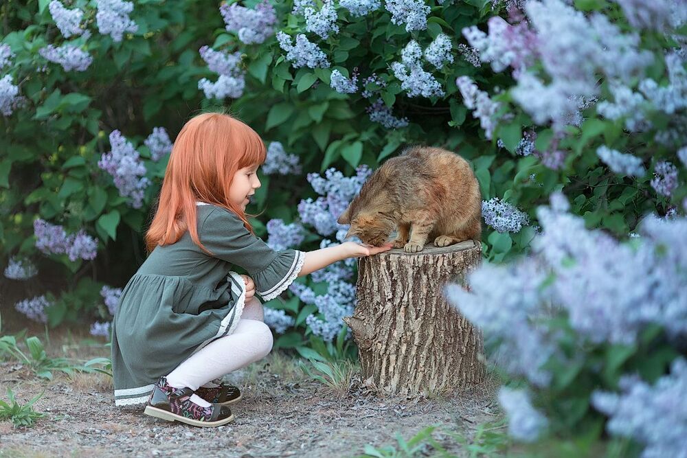 Кот и рыжик