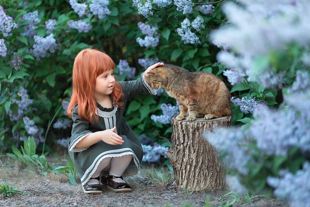 Кот и рыжик