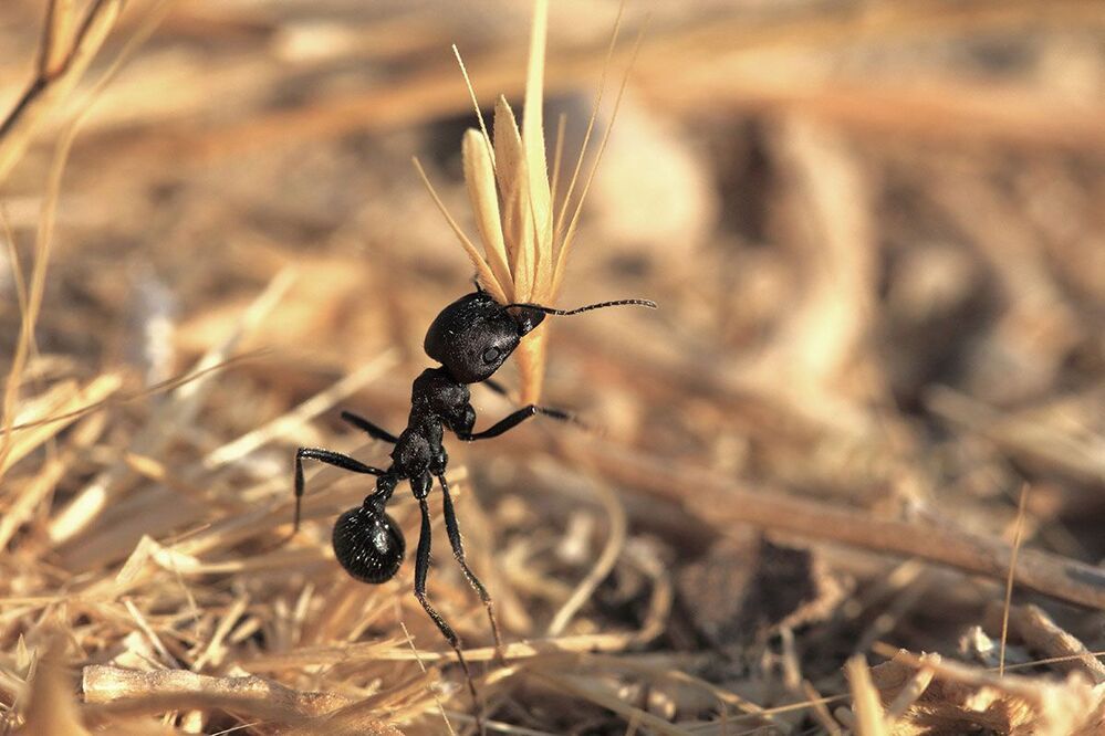 Ants