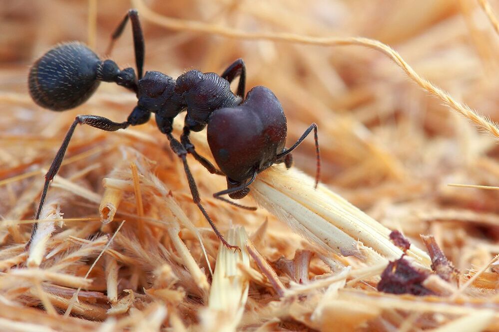 Ants