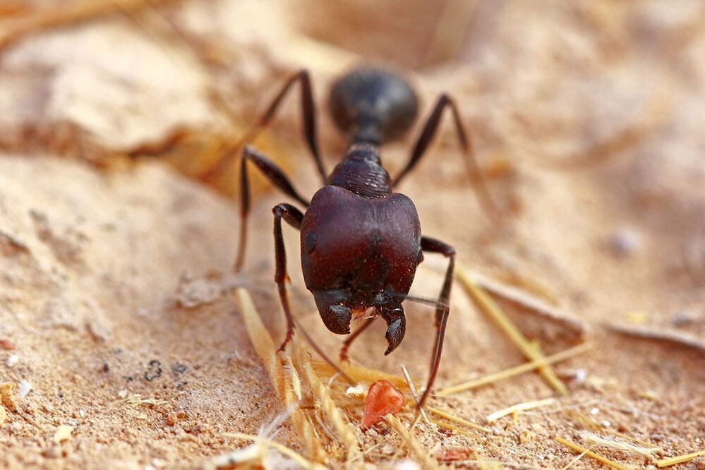 Ants