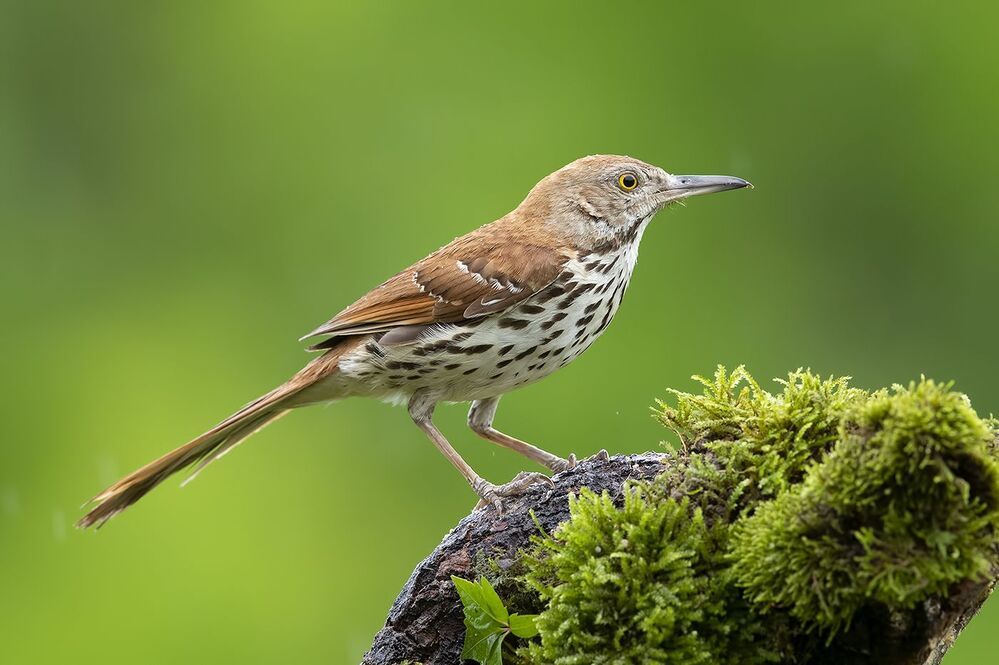 Коричневый пересмешник -Brown Thrasher
