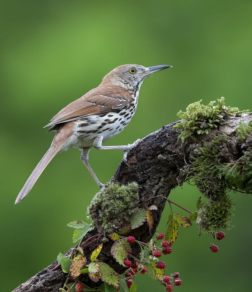 Коричневый пересмешник -Brown Thrasher