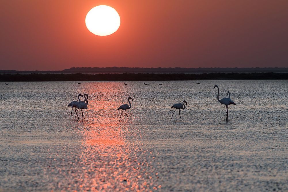 Flamingo awaken