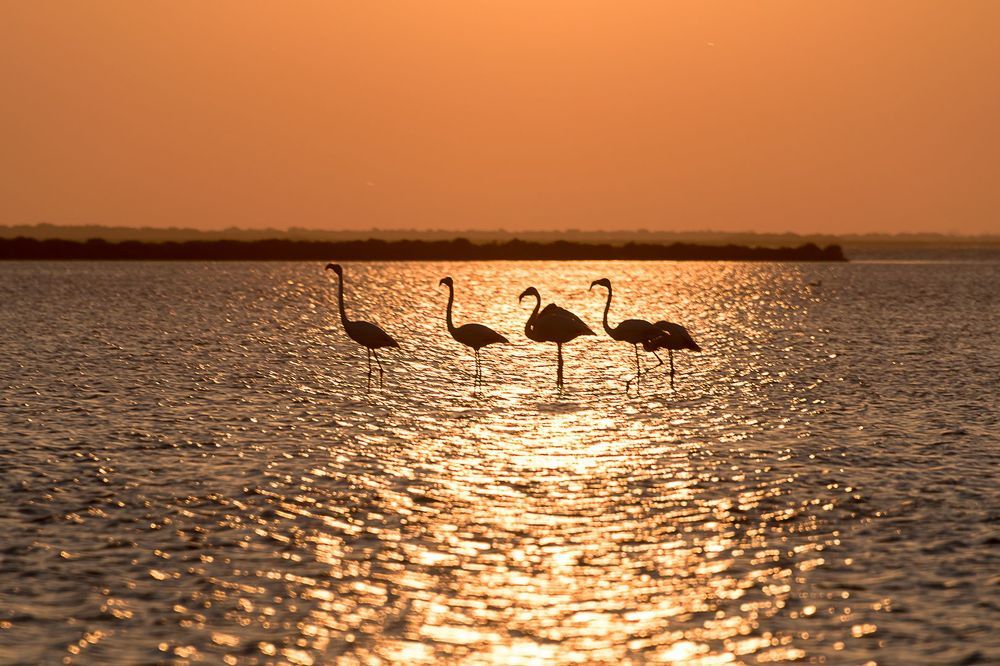 Flamingo awaken