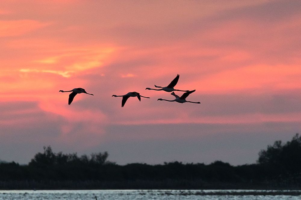 Flamingo awaken