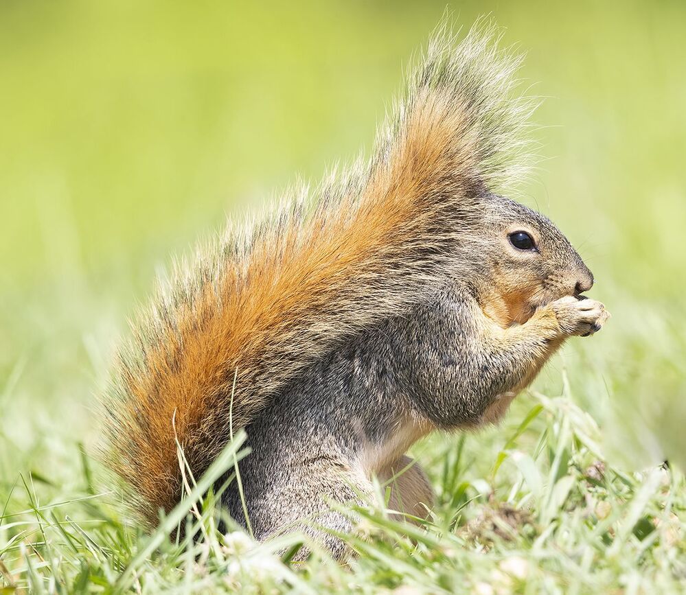 Лисья Белка -Fox Squirrel