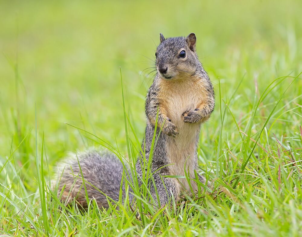 Лисья Белка -Fox Squirrel