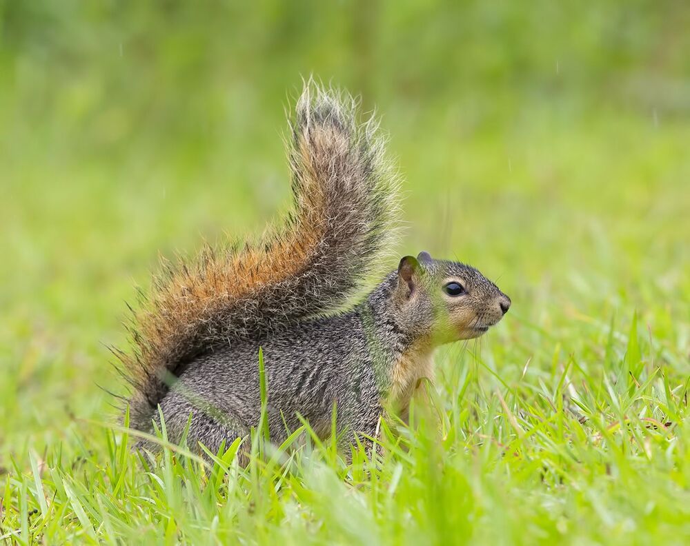 Лисья Белка -Fox Squirrel