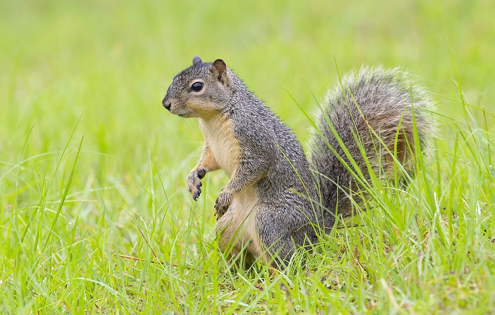 Лисья Белка -Fox Squirrel