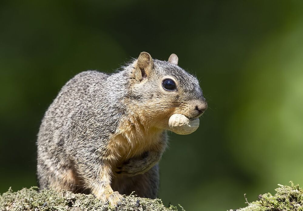 Лисья Белка -Fox Squirrel