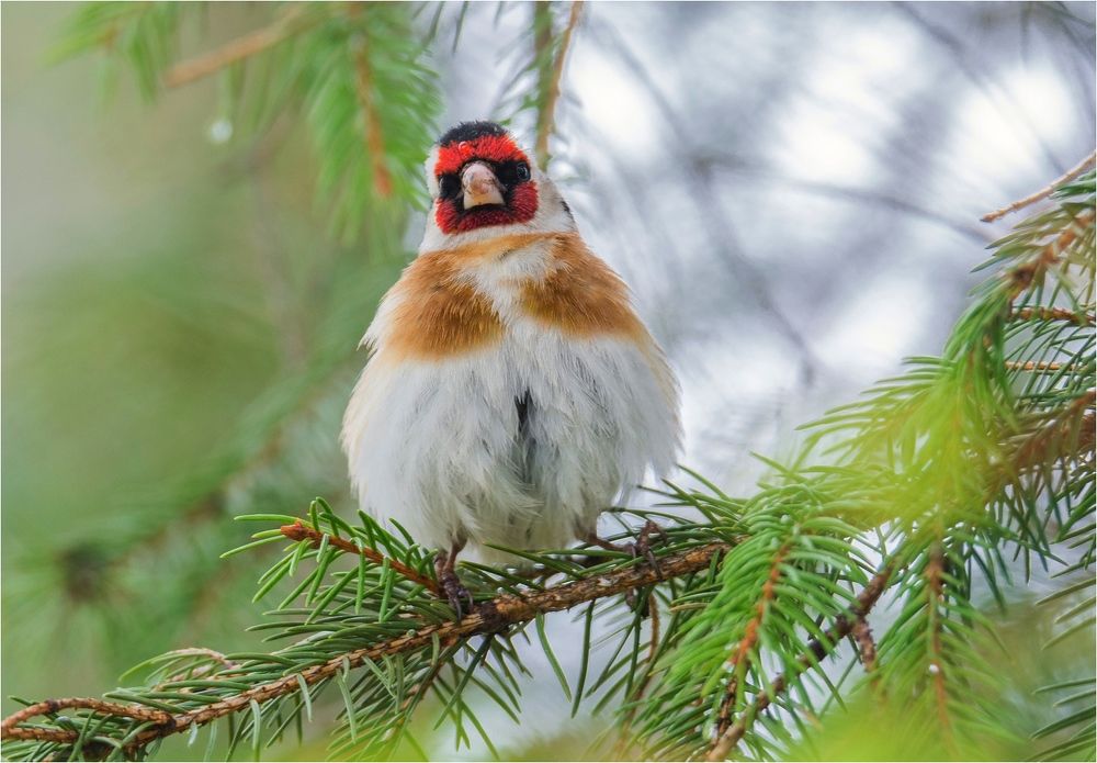 Angry Birds (продолжение)