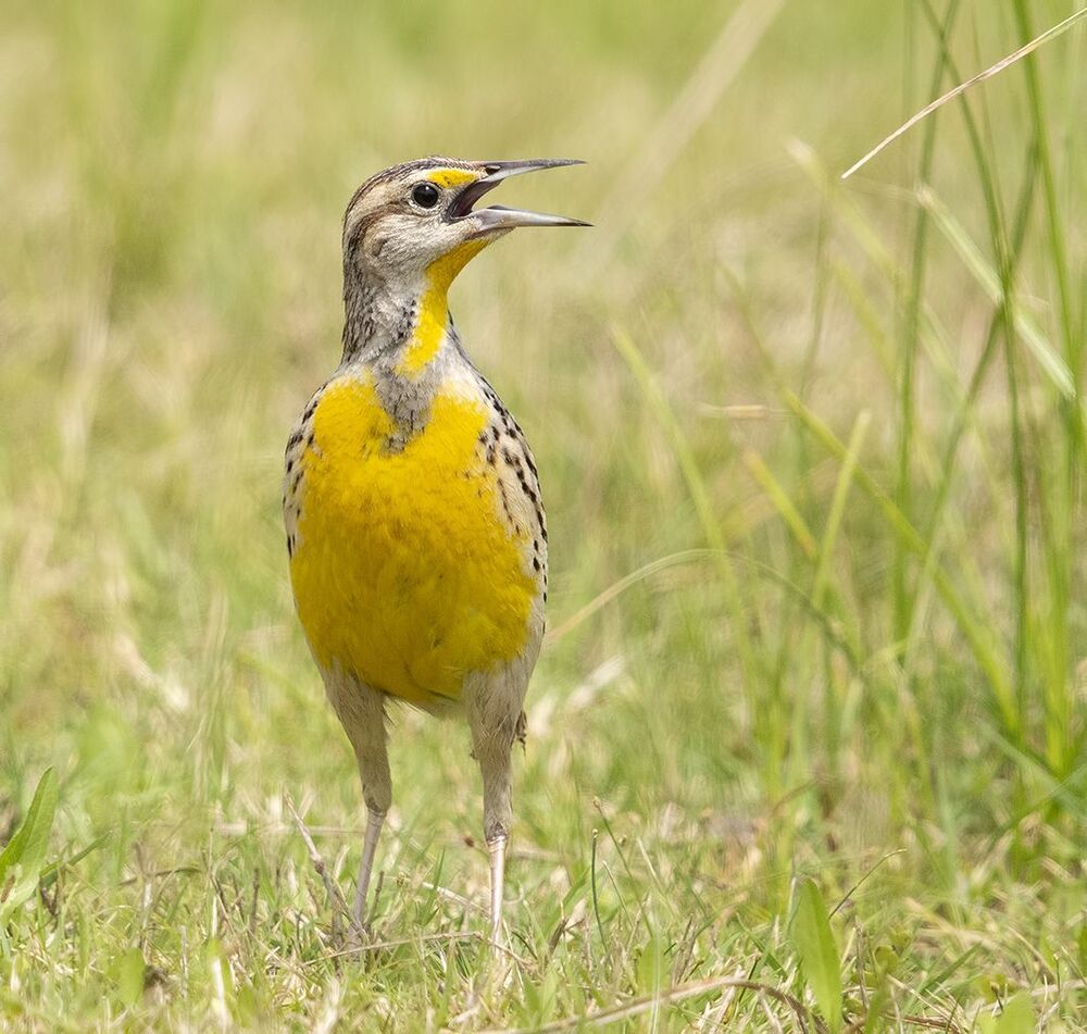 Восточный луговой трупиал - Eastern Meadowlark