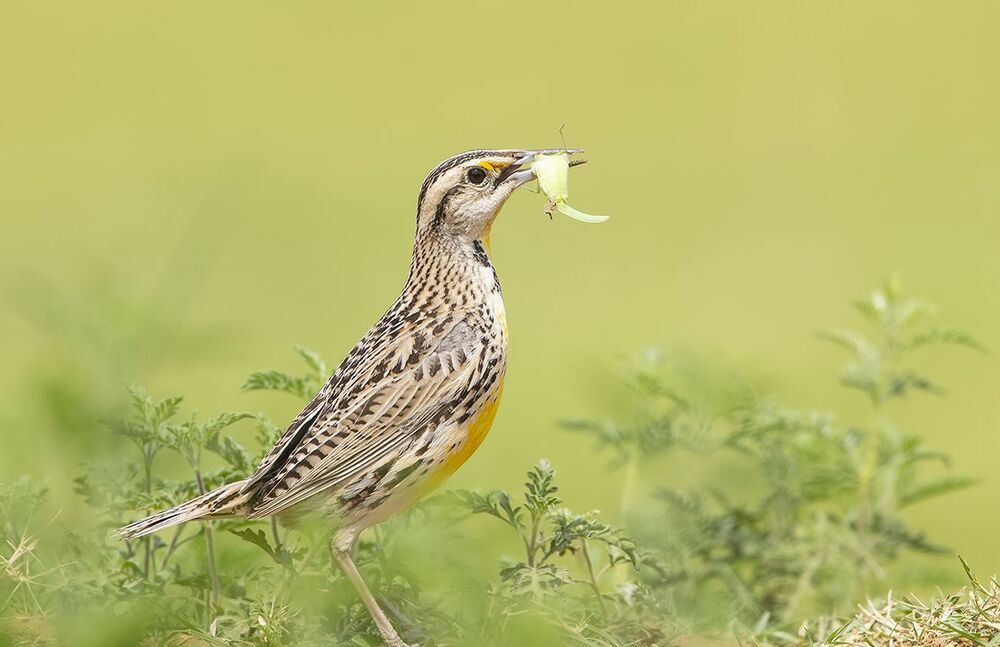 Восточный луговой трупиал - Eastern Meadowlark
