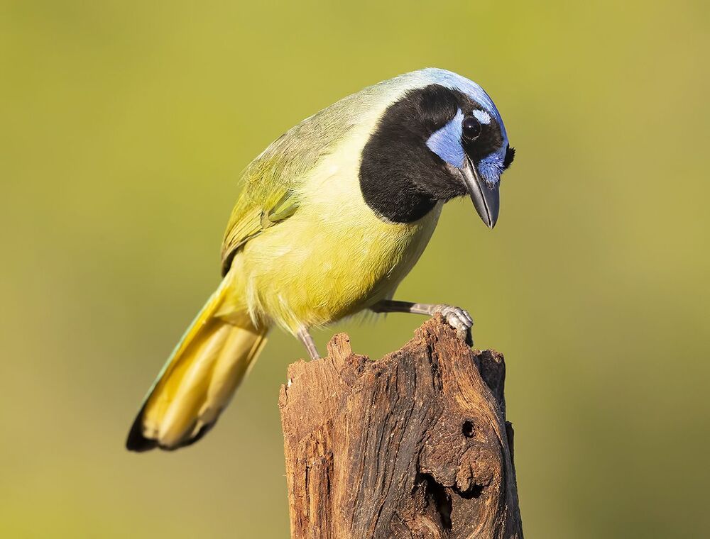 Зелёная Перуанская разноцветная сойка - Green Jay