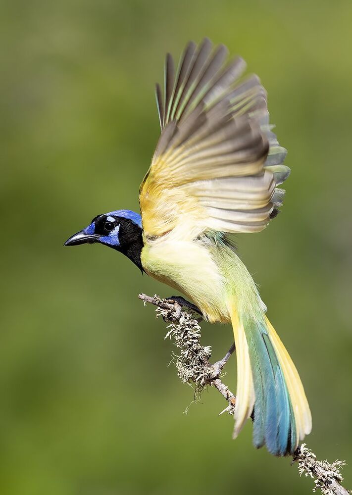 Зелёная Перуанская разноцветная сойка - Green Jay