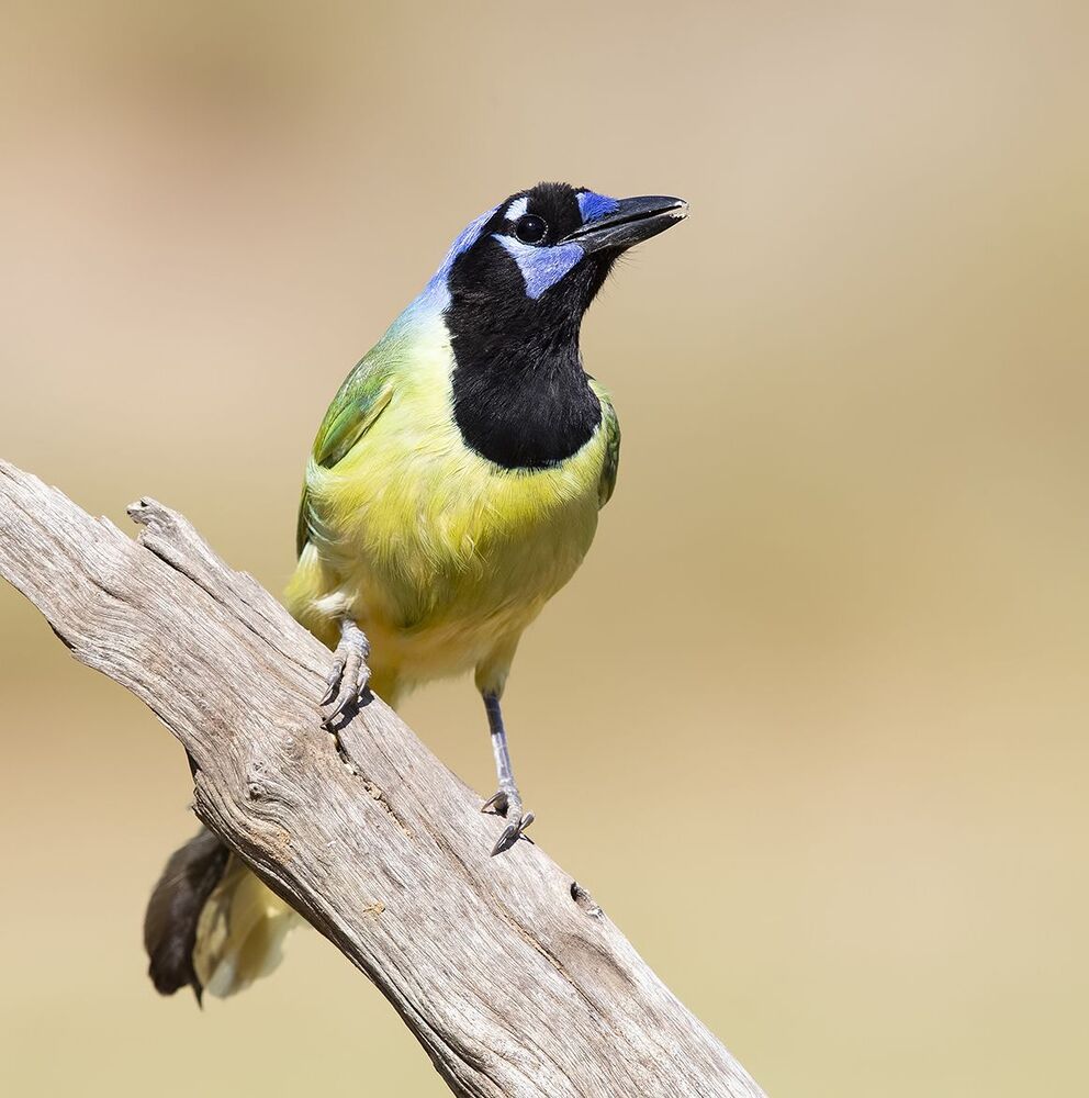 Зелёная Перуанская разноцветная сойка - Green Jay