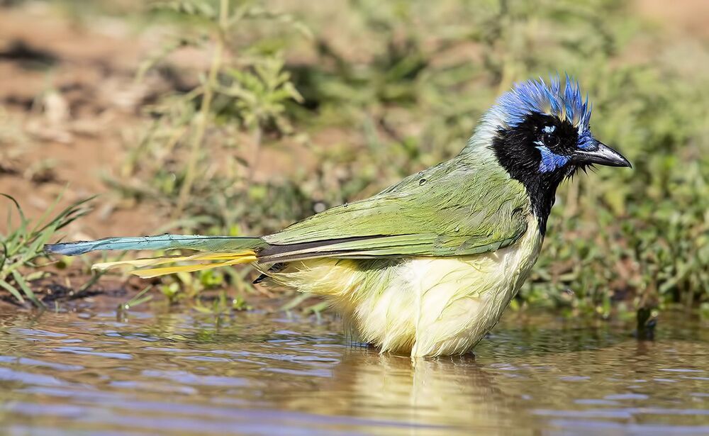 Зелёная Перуанская разноцветная сойка - Green Jay