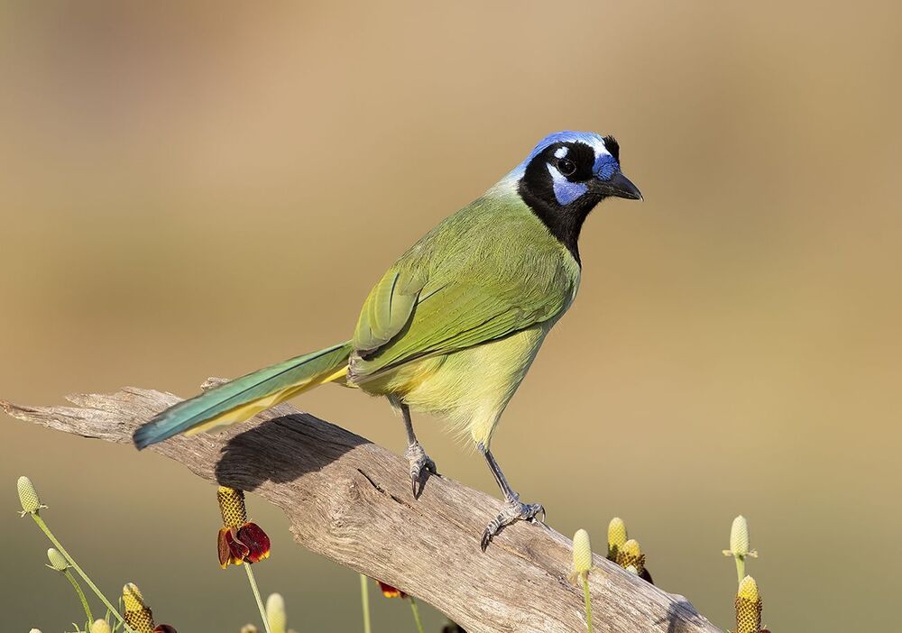 Зелёная Перуанская разноцветная сойка - Green Jay