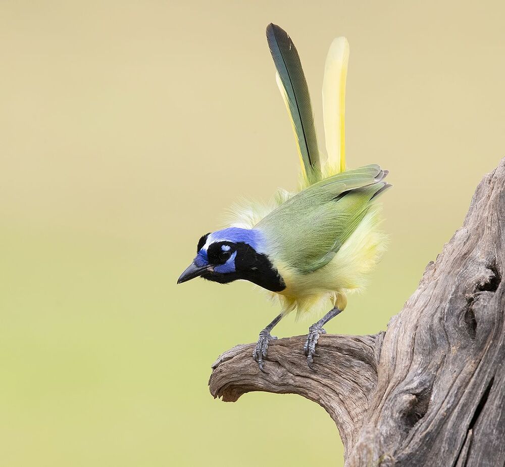 Зелёная Перуанская разноцветная сойка - Green Jay