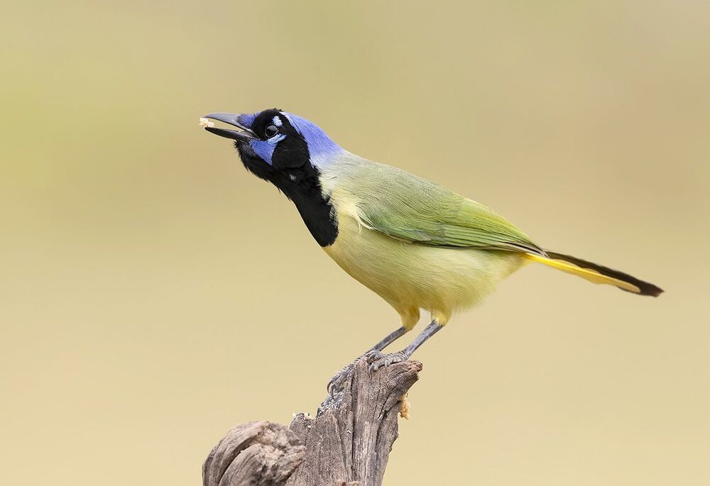 Зелёная Перуанская разноцветная сойка - Green Jay