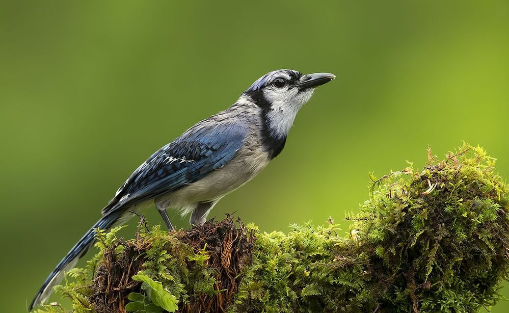 Blue Jay - Голубая сойка