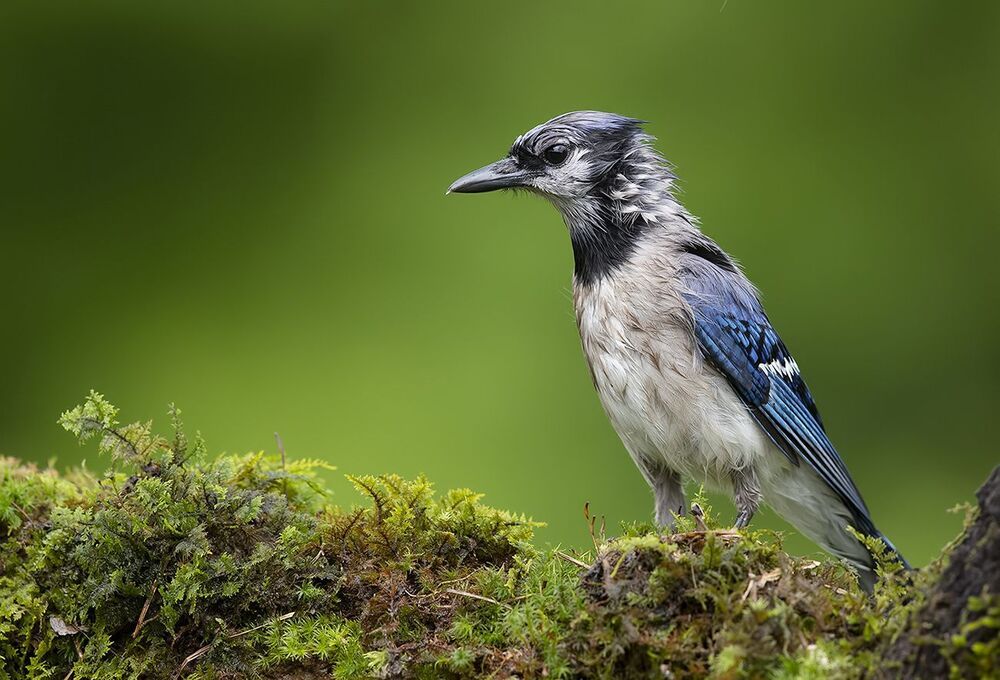 Blue Jay - Голубая сойка