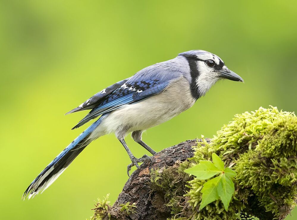 Blue Jay - Голубая сойка
