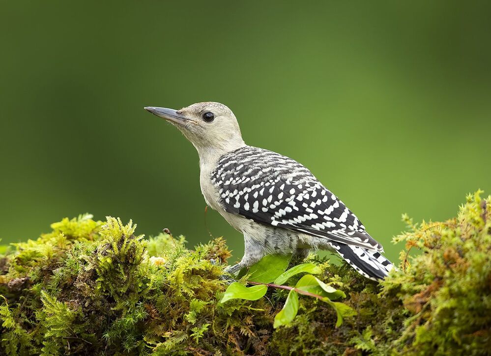 Молодой Дятел. Каролинский меланерпес - Juvenile -Red-bellied Woodpecker
