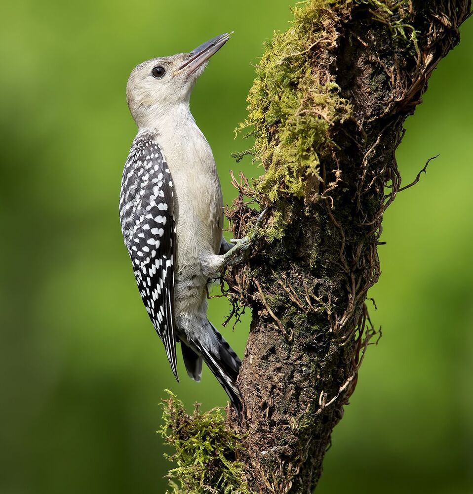 Молодой Дятел. Каролинский меланерпес - Juvenile -Red-bellied Woodpecker